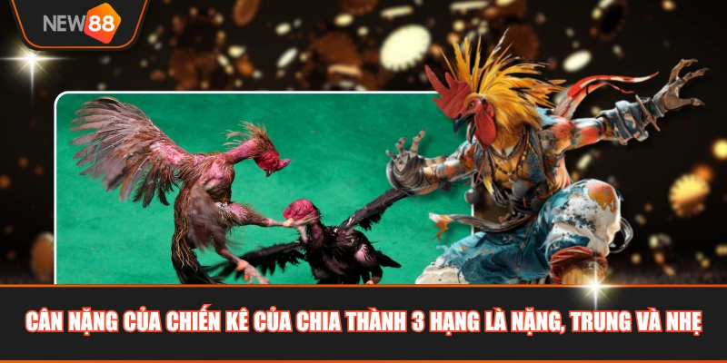 Cân nặng của chiến kê của chia thành 3 hạng là nặng, trung và nhẹ