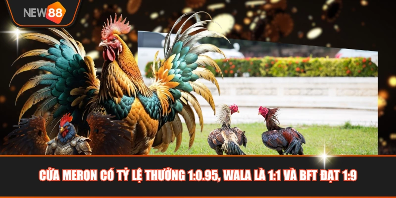 Cửa Meron có tỷ lệ thưởng 1:0.95, Wala là 1:1 và BFT đạt 1:9