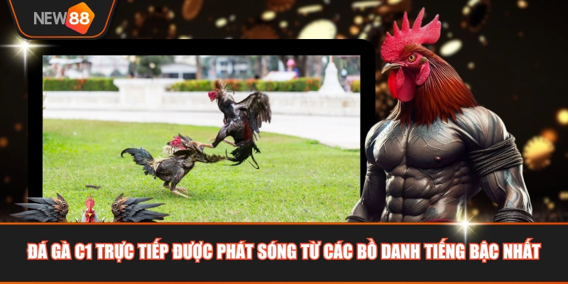 Đá gà C1 trực tiếp được phát sóng từ các bồ danh tiếng bậc nhất