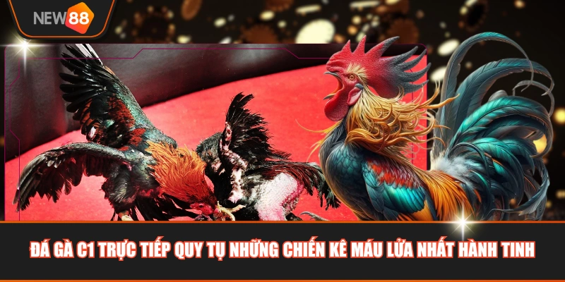 Đá gà C1 trực tiếp quy tụ những chiến kê máu lửa nhất hành tinh