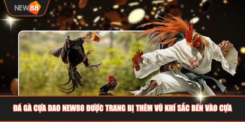 Đá gà cựa dao NEW88 được trang bị thêm vũ khí sắc bén vào cựa