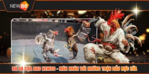 Đá Gà Cựa Dao NEW88 - Mãn Nhãn Với Những Trận Đấu Rực Lửa