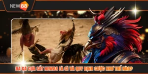 Đá Gà Cựa Sắt NEW88 Là Gì Và Quy Định Cược Như Thế Nào?