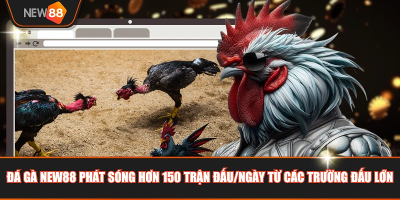 Đá gà NEW88 phát sóng hơn 150 trận đấu/ngày từ các trường đấu lớn