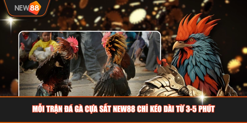 Mỗi trận đá gà cựa sắt NEW88 chỉ kéo dài từ 3-5 phút