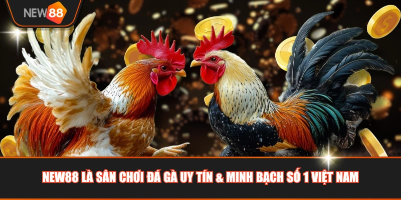 NEW88 là sân chơi đá gà uy tín & minh bạch số 1 Việt Nam
