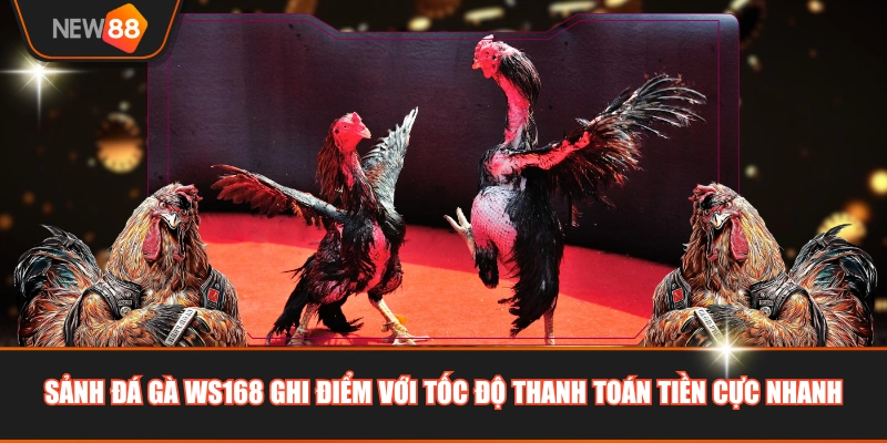 Sảnh đá gà WS168 ghi điểm với tốc độ thanh toán tiền cực nhanh