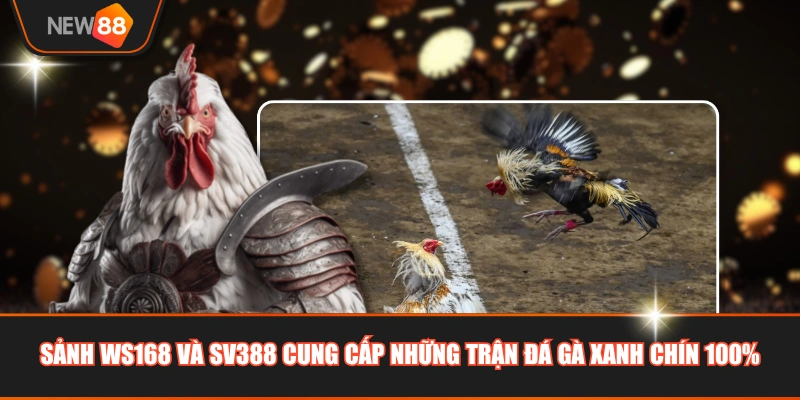 Sảnh WS168 và SV388 cung cấp những trận đá gà xanh chín 100%
